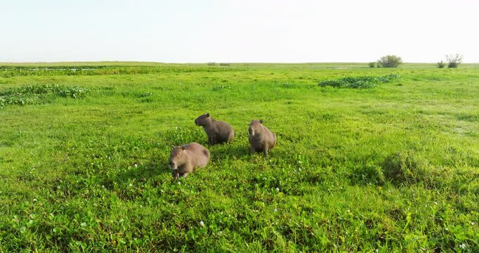 Large Capybara Rodents Resting Over Green Vegetation Plains Of Los Llanos, Venezuela. Aerial Shot