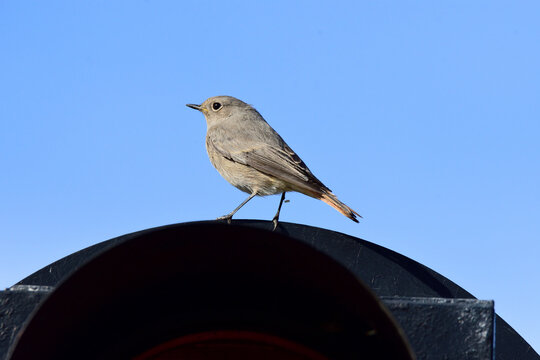 Colirrojo tizon pajaro de cerca