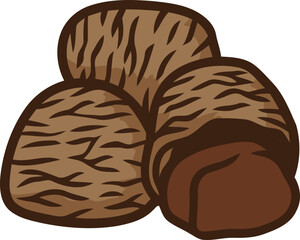 handdrawn kluwak or pangium edule or black nut illustration