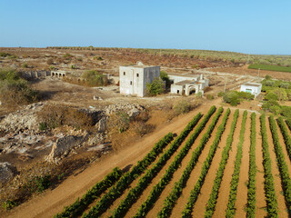 GRAPE HARVESTER WHILE HARVESTING IN AGRICULTURAL LAND IN MANDURIA IN PUGLIA, WITH AN OLD FARM IN THE BACKGROUND