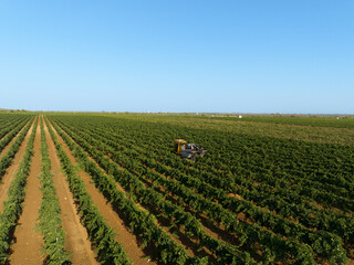 GRAPE HARVESTER WHILE HARVESTING IN AGRICULTURAL LAND IN MANDURIA IN PUGLIA, FROM ABOVE 2