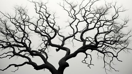 Obraz premium contrast black and white trees