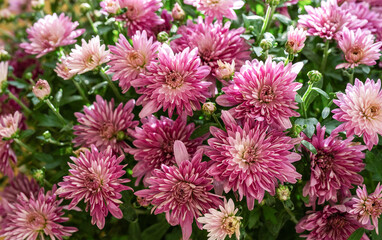 Vibrant purple and pink chrysanthemums blooming in a sunny garden during early autumn