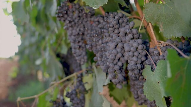 BUNCHES OF RIPE BLACK GRAPES ON THE PRIMITIVO DI MANDURIA VINEYARD, BEFORE BEING HARVESTED 5