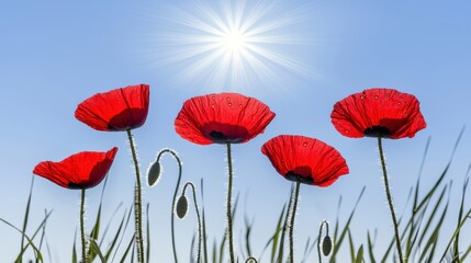 Obraz premium Radiant Red Poppies Under Bright Sunlight