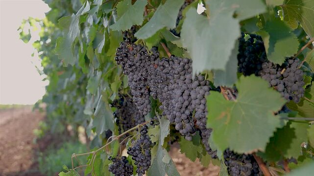 BUNCHES OF RIPE BLACK GRAPES ON THE PRIMITIVO DI MANDURIA VINEYARD, BEFORE BEING HARVESTED 4
