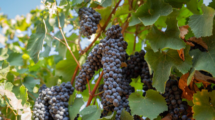BUNCHES OF RIPE BLACK GRAPES ON THE PRIMITIVO DI MANDURIA VINEYARD, BEFORE BEING HARVESTED 8