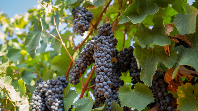Weinachtsblume-Bilder: Stock-Fotos & -Videos