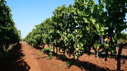 PRIMITIVO DI MANDURIA VINEYARD, GREEN AND RIGOROUS 4