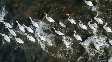 Aerial View of Swans Swimming in Formation on a Calm Water Body