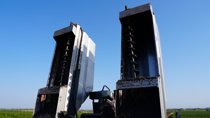 GRAPE HARVESTER, UNLOADING THE HARVESTED BLACK GRAPES INTO THE TRACTOR 4