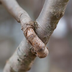 A close-up of a freshly grafted tree, showing the join where two species meet and grow together