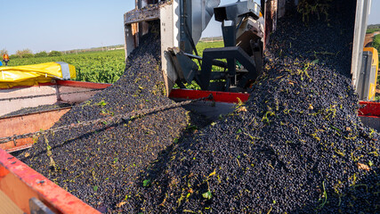 GRAPE HARVESTER, UNLOADING THE HARVESTED BLACK GRAPES INTO THE TRACTOR 2