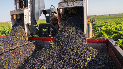 GRAPE HARVESTER, UNLOADING THE HARVESTED BLACK GRAPES INTO THE TRACTOR 1
