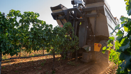 REAR PART OF A GRAPE HARVESTER WHILE HARVESTING 2