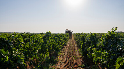 GRAPE HARVESTER IN THE DISTANCE WHILE HARVESTING