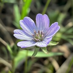 Fototapeta premium A close-up of a single wildflower, delicate and vibrant against the greenery