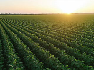 Green soybean field at sunset with rows of plants extending into the horizon in a rural landscape. A vast expanse of green soybean plants stretches out under a golden sunset. The orderly rows