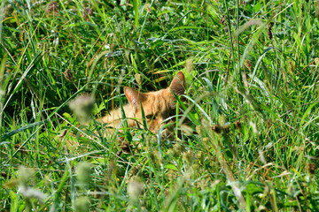 Gato escondido en hierba