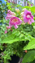 Close-up of a Pink Trumpet Vine Flower in Full Bloom