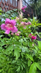 Pink Trumpet Vine Flower in a Lush Tropical Garden