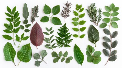 Fototapeta premium An assortment of herb and plant leaves isolated against a clean white background, showcasing the beauty of natural elements.