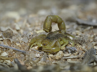 Skorpion