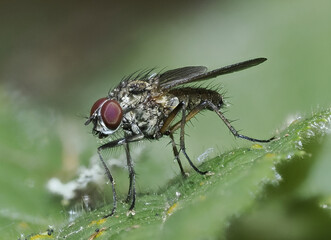 Blumenfliegen (Anthomyiidae)