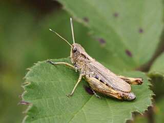 Rote Keulenschrecke (Gomphocerippus rufus)