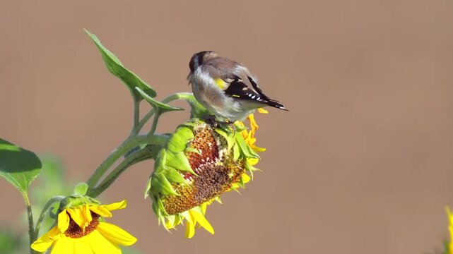 Stieglitz&nbsp;(Carduelis carduelis)  
