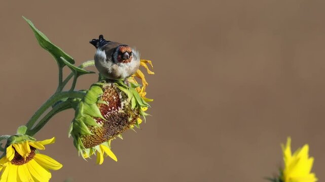 Stieglitz&nbsp;(Carduelis carduelis)  