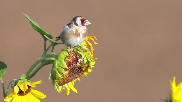 Stieglitz&nbsp;(Carduelis carduelis)  