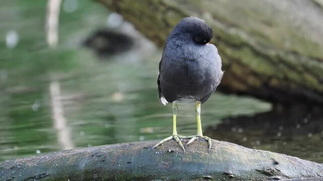 Teichhuhn&nbsp;(Gallinula chloropus)