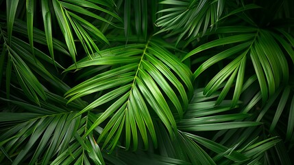 Lush Green Palm Fronds Close-Up
