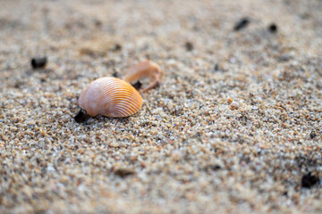 shell on the sand