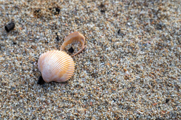shells on the beach