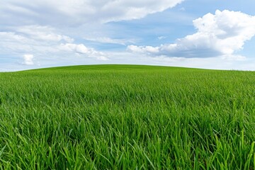 Obraz premium Vibrant green grass field under a blue sky with fluffy clouds. Fresh grass and green concept.