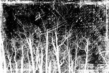 Messy autumn forest with dead trees, Bare trees with branches on grunge background. Black and white illustration	