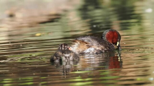 Zwergtaucher&nbsp;(Tachybaptus ruficollis)  mit Nachwuchs                                                