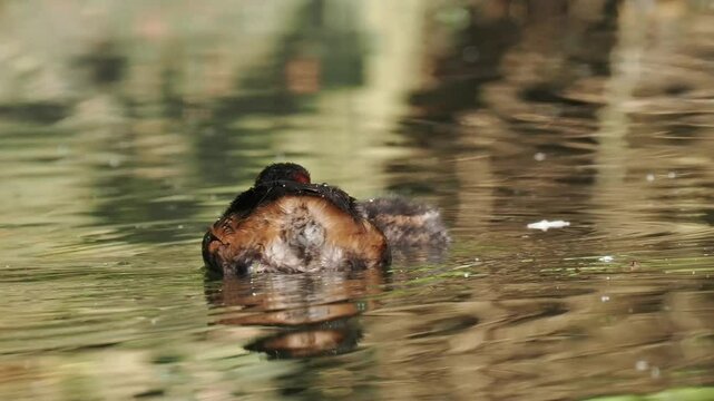 Zwergtaucher&nbsp;(Tachybaptus ruficollis)