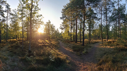 Obraz premium Wald Panorama mit Sonnenstrahlen: A panoramic forest view with sun rays streaming through the trees, creating a warm and inviting atmosphere.
