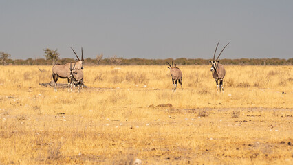 Orix Antelope near Street Namibia Africa Red Sand
