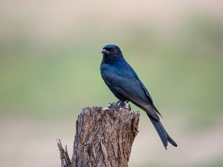 Senegaldrongoschnäpper (Melaenornis edolioides)