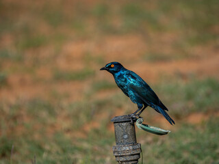 Rotschulter-Glanzstar (Lamprotornis nitens)