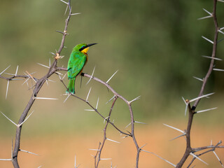 Zwergspint (Merops pusillus)