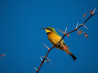 Zwergspint (Merops pusillus)