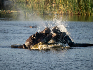 Flusspferd (Hippopotamus amphibius)