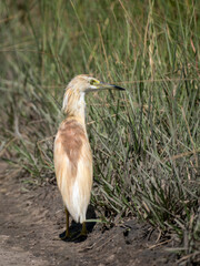 Rallenreiher (Ardeola ralloides)