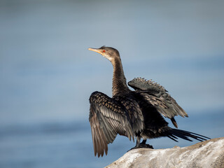 Riedscharbe (Microcarbo africanus)