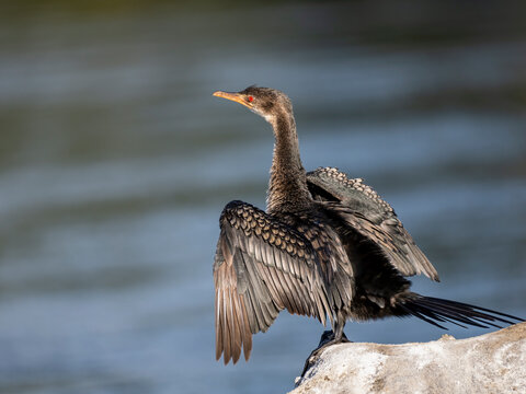 Riedscharbe&nbsp;(Microcarbo africanus)